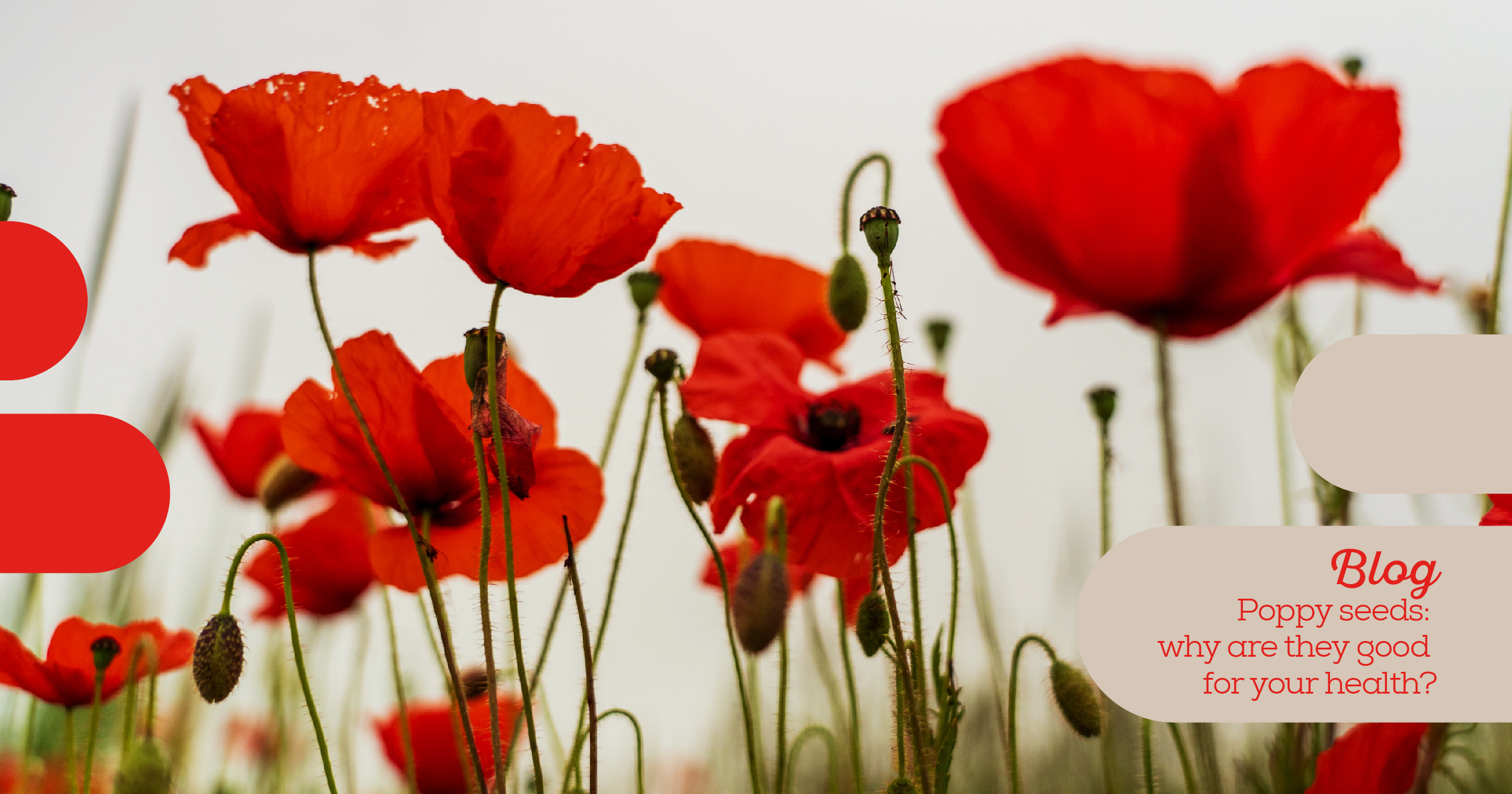 poppy seeds