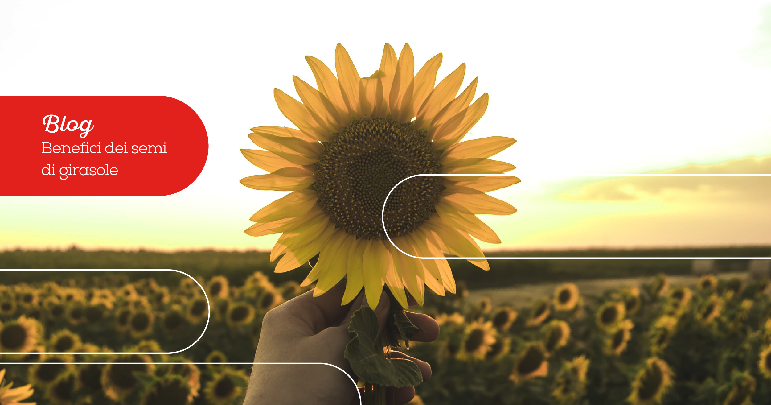 semi di girasole
